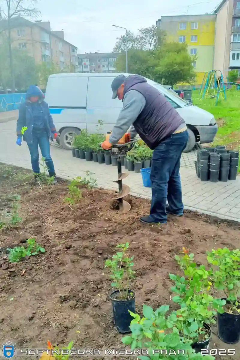 У Чорткові невідомі крадуть троянди з міської клумби: комунальники обурені
